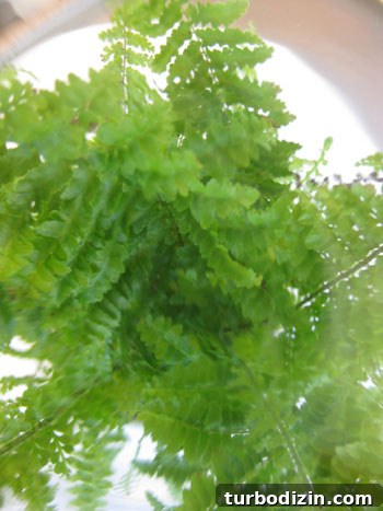 fern-from-above-terrarium fern-from-above-terrarium