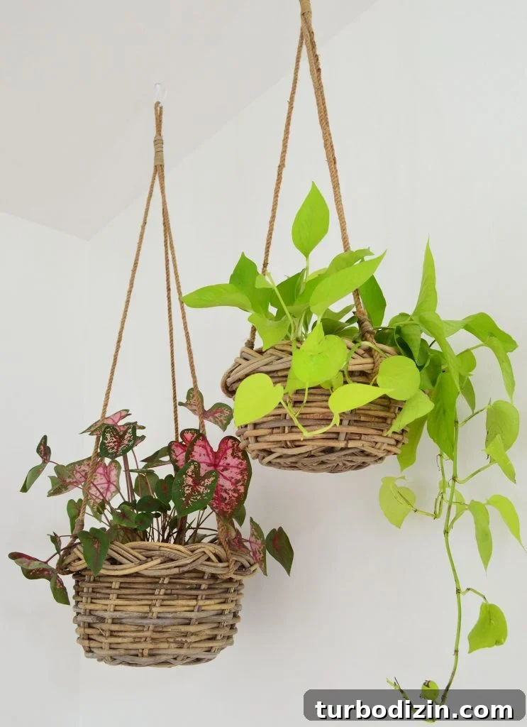 How We Hung a Massive Serena & Lily Chandelier in Our Home 13 Two Plants In Woven Baskets Hanging From Ceiling