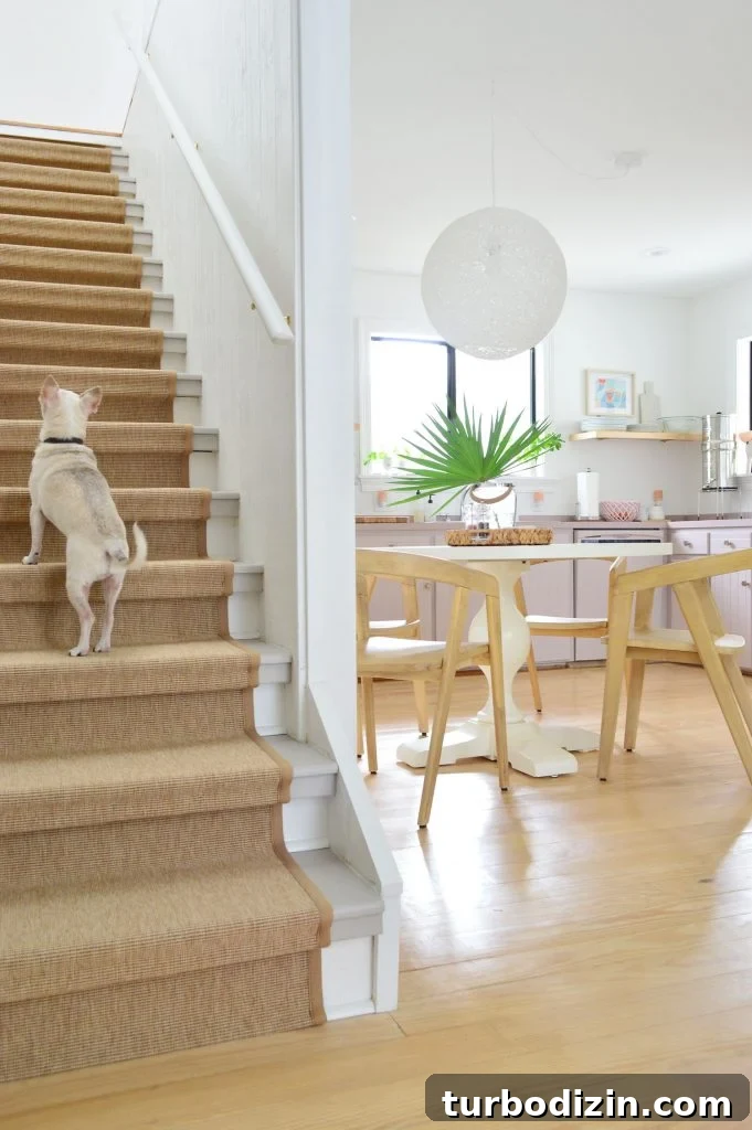 Chihuahua Walking Up Sisal Stair Runner With Kitchen In Background