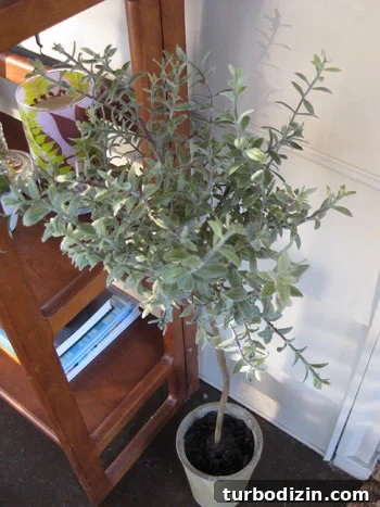 rosemary-topiary rosemary-topiary