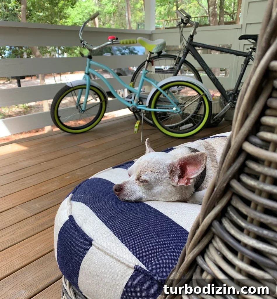 Chihuahua sleeping on outdoor cushion on porch
