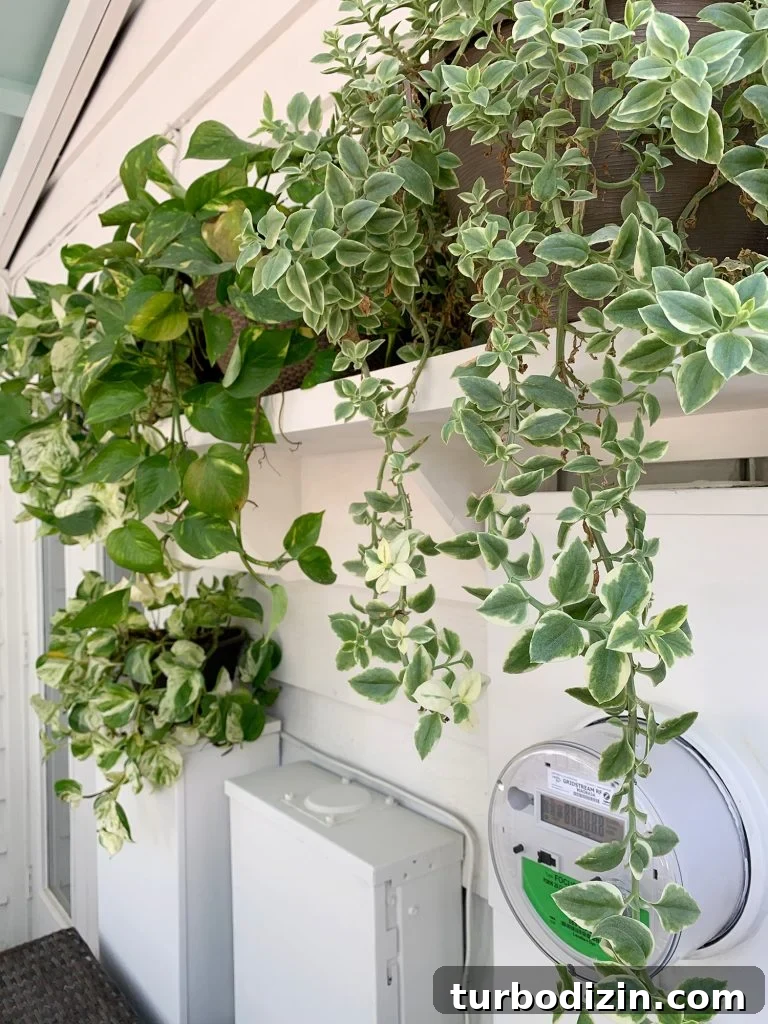 Close Up Of Plant Shelf With Greenery Draping Down To Cover Electrical Panel Boxes