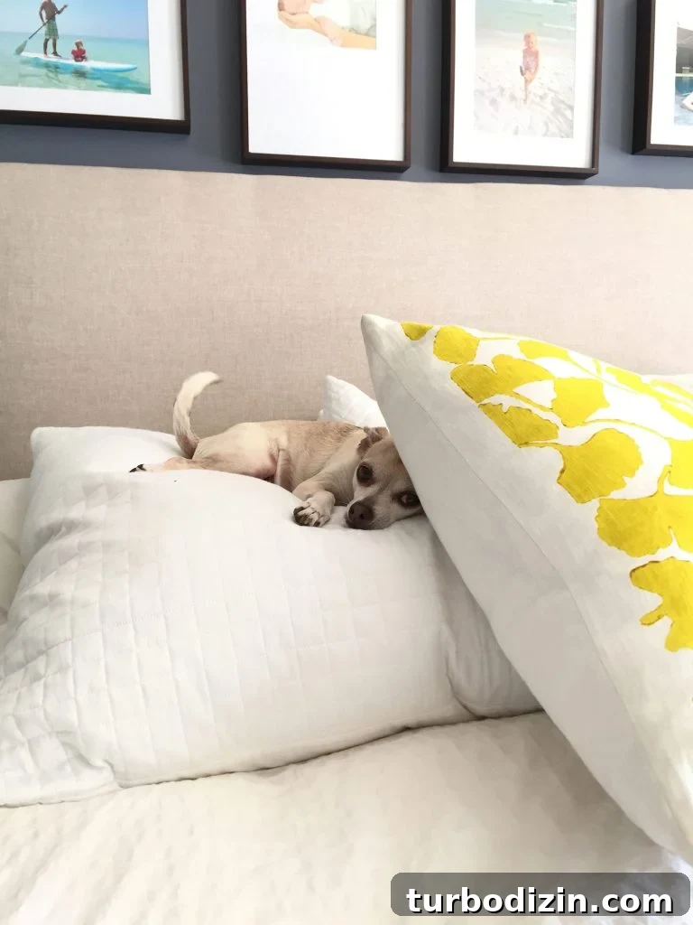 Celebrating the Classic Burger: History, Recipes, and Icons 10 Burger sleeping on pillows at bed headboard with tail wagging