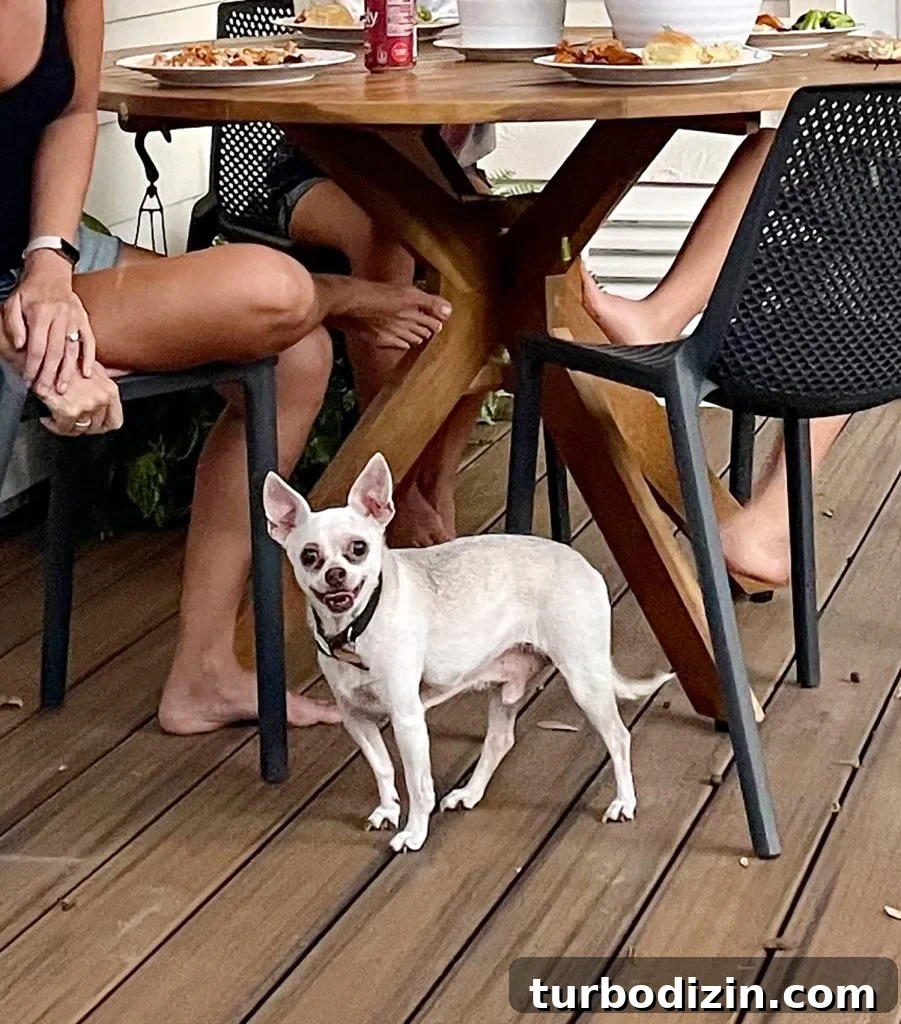 Celebrating the Classic Burger: History, Recipes, and Icons 19 Zoom in on Burger's smiley face under patio table