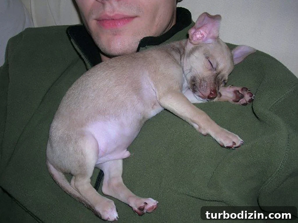 Celebrating the Classic Burger: History, Recipes, and Icons 3 Baby chihuahua Burger sleeping on John's chest