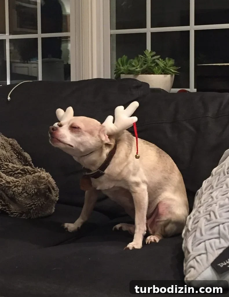 Celebrating the Classic Burger: History, Recipes, and Icons 6 Burger looking displeased in Christmas reindeer antler headband