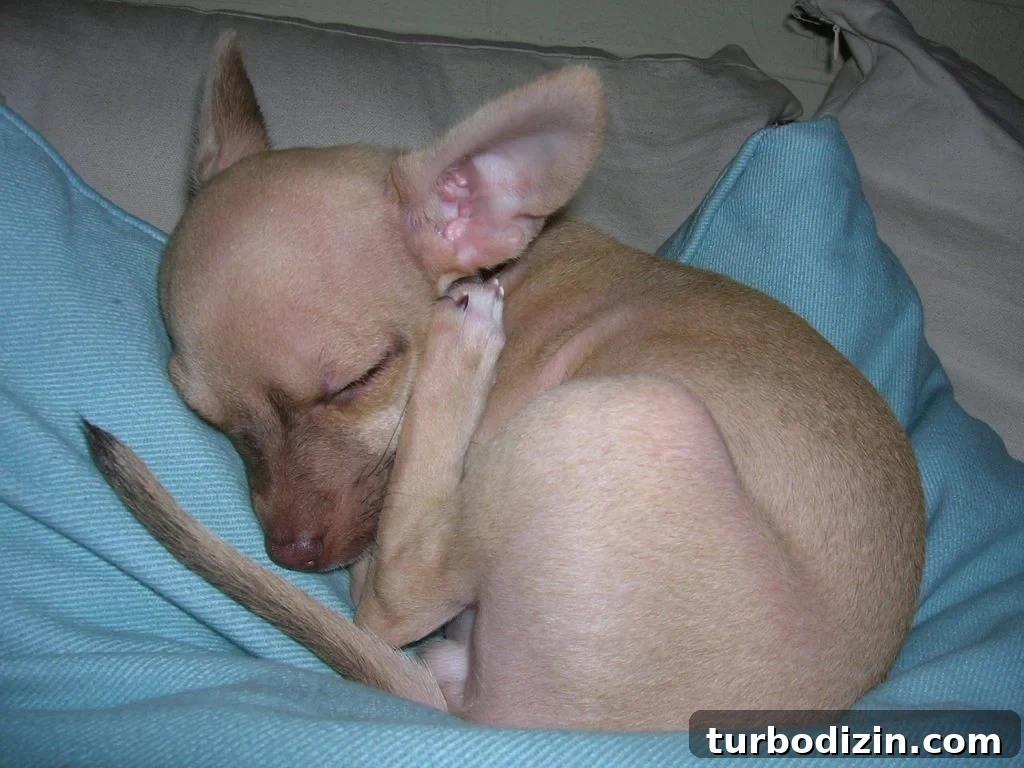 Celebrating the Classic Burger: History, Recipes, and Icons 7 Baby fawn colored chihuahua with foot near ear