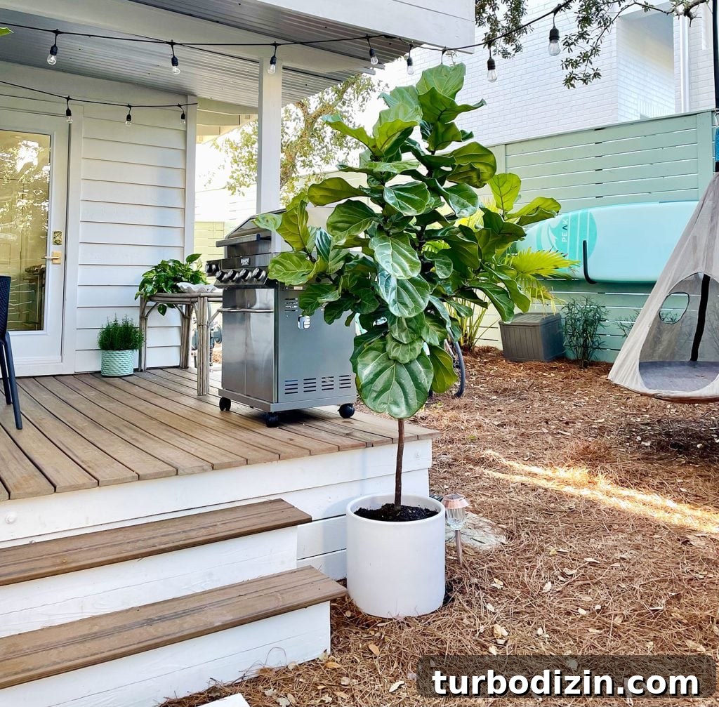 Transforming Our Kitchen Porch into a Cozy Dining Nook 14 Potted fiddle leaf fig outdoors next to stairs to side porch